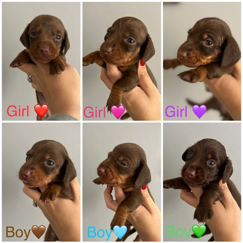 Dachshund – Miniature Dachshund