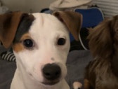 Jack Russell Terrier – Puppy for sell – Nederland