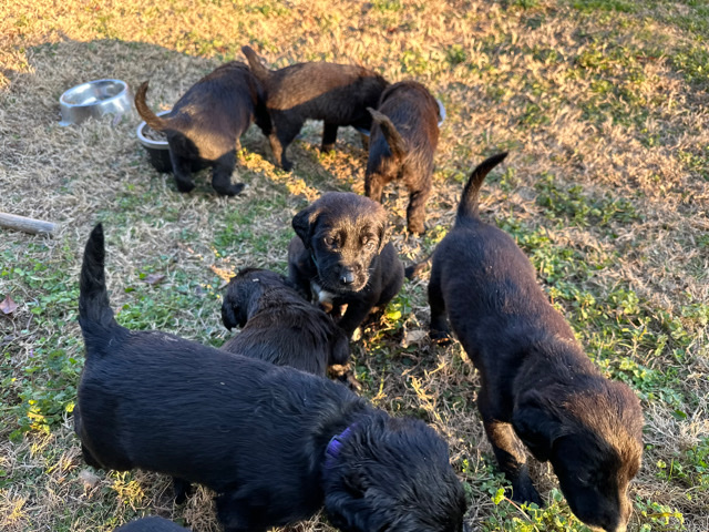 Puppies for sell