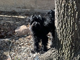 Yorkshire Terrier – Trying to find a family for our boy – McKinney