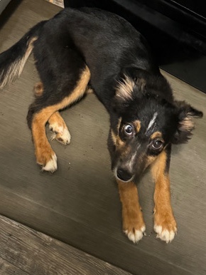 Australian Shepherd – Rehoming Mini short haired Austrailian Shepard