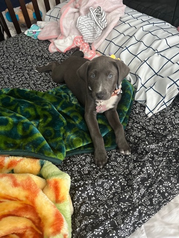 American Pit Bull Terrier – • blue nose pit bull •