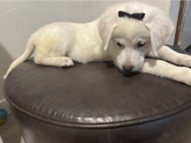 Golden Retriever - golden retriever puppy  available for adoption in San Antonio