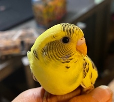 Budgerigar – parakeets