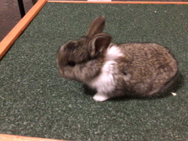Baby Rabbits.