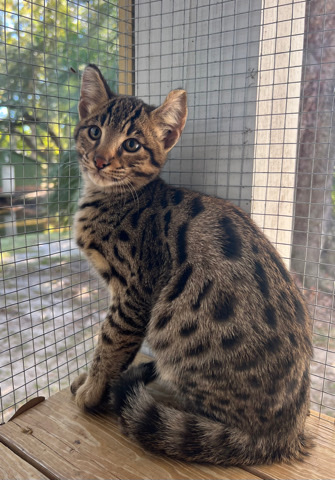 Savannah Kittens