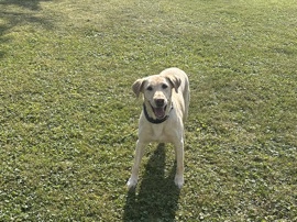 Labrador Retriever - Maggie the Yellow Lab available for adoption in Northbrook