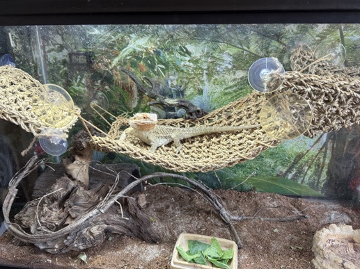 bearded dragon - everything included