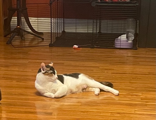 Munchkin – Mochi
