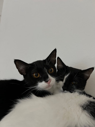 American Shorthair – Bonded Tuxedo Brothers