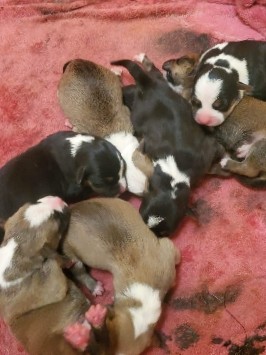 American Staffordshire Terrier – pups born Christmas day, almost ready to go