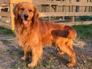 Golden Retriever – Golden Retriever- Boone – Clinton
