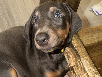 Doberman Pinscher – Doberman puppies – Fresno
