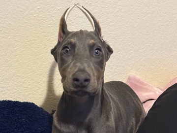 Doberman Pinscher – Doberman puppies – Fresno