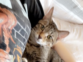 American Shorthair – Peanut, Friendly 2-Year-Old American Shorthair Cat – Available in Columbus – Columbus