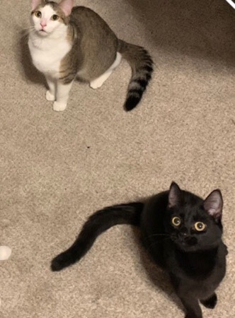 Cats for sale
