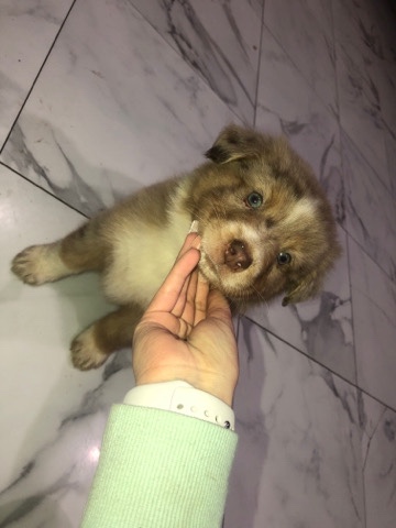 Australian shepherd