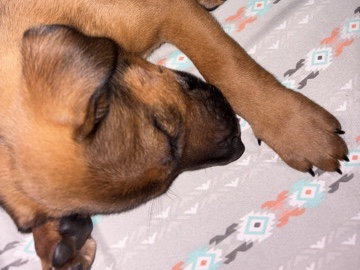 German Shepherd – 🐾 Sweet Rottweiler/German Shepherd Mix Puppy Looking for a Loving Home! 🐾 – Huntsville