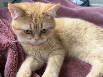 British Longhair – BKH Kater sucht neues Zuhause – درسدن