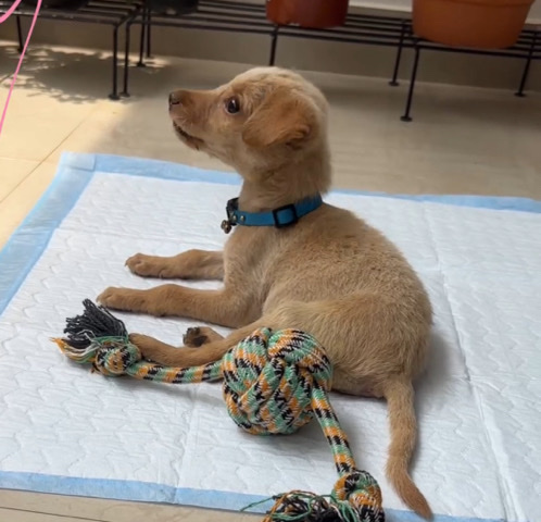 Indian Spitz – 3months old Indie puppy