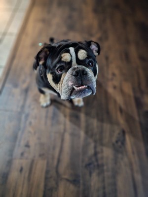 Olde English Bulldogge – Olde English Bulldogge – Ashburn
