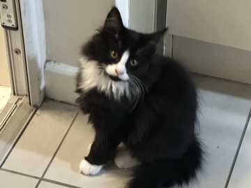 Maine Coon -  gorgeous  male kitten  urgent selling due to m available for adoption in Walsall