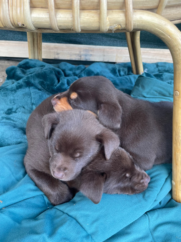 Australian Kelpie – kelpie puppies