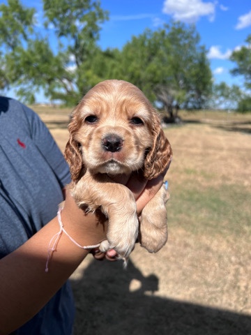 English Cocker Spaniel β Cocker Spaniel Puppies