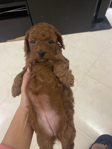 Toy Trawler Spaniel – pure toypoodle