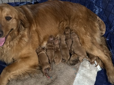 Golden Retriever β Golden Retriever Puppies β Ready Soon πΆ β Ashtabula