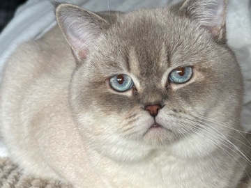 Image of Scottish Fold