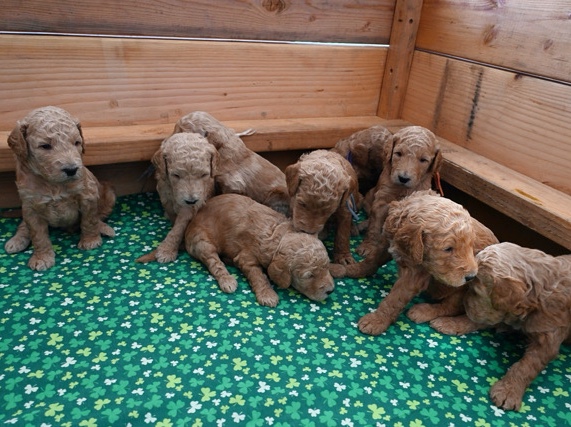 Poodle – Goldendoodle Puppies – Lake Elsinore