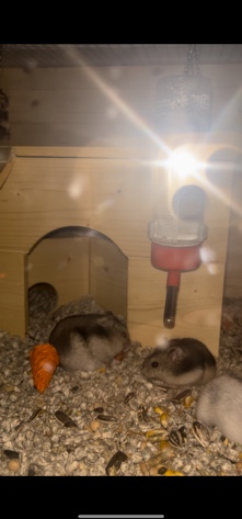 Any – hamsters
