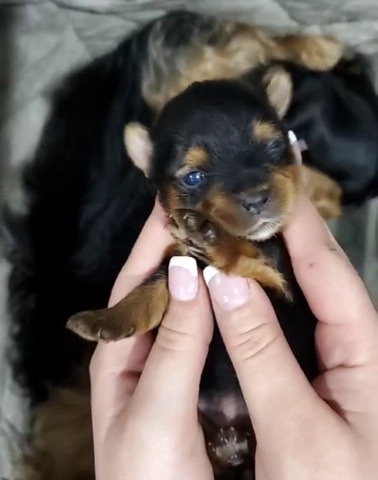 Yorkshire Terrier – tea cup yorkie