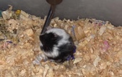 Any – Hamster