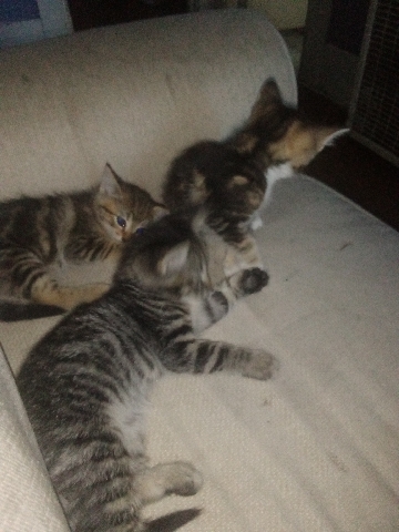 Ojos Azules – kittens
