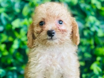 Poodle – Toy Poodle – Sharjah