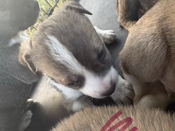 puppy – Oklahoma City
