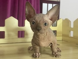 Sphynx - Sphynx Elf Dwelf Bambino  available for adoption in Umm Al Quwain
