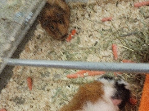 Guinea Pig – looking to re-home 2 guinea pigs – Powder Springs
