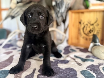 Labrador Retriever – Labrador Retriever’s – Van Vleck