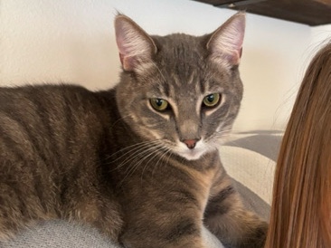 Russian White, Black and Tabby – REHOMING A LOVING AND CUDDLY 1 year old male Tabby – Tualatin