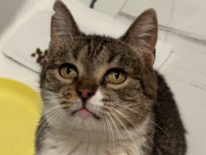 Others - The sweetest cat is looking for home available for adoption in Zagreb