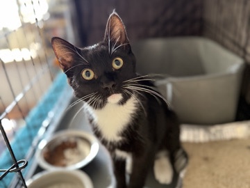 American Shorthair – Munch the Kitten - $100 – Chino