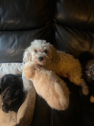 Maltese – Malchi Puppies