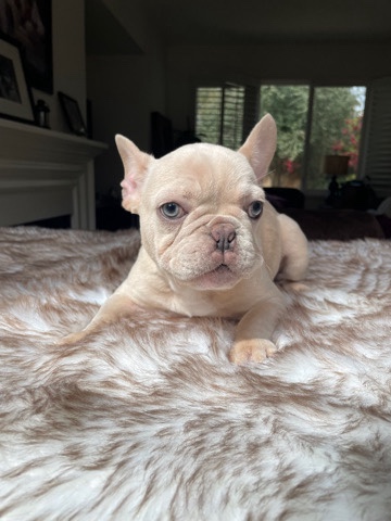 French Bulldog – White Frenchie looking for a caring owner !