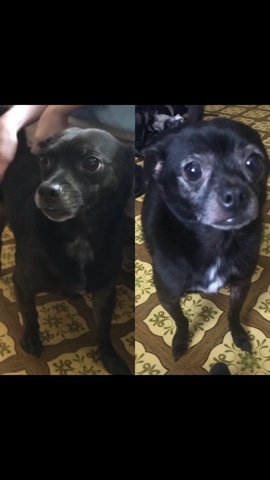 Chihuahua – Jasper & Pepper