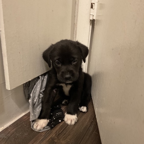 Labrador Retriever – lab /pyrenee