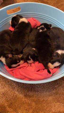 Border Collie – AKC border collies