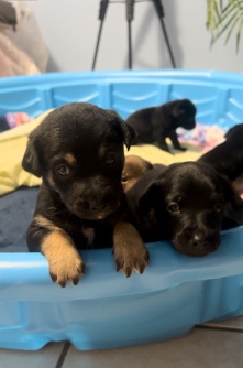 Old German Shepherd Dog – Month old puppies in need of good home